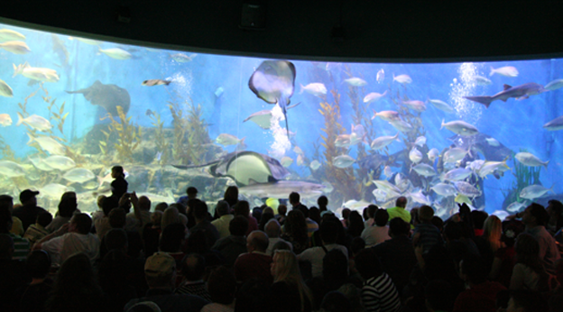 Oceanarium display wall at Melbourne Aquarium