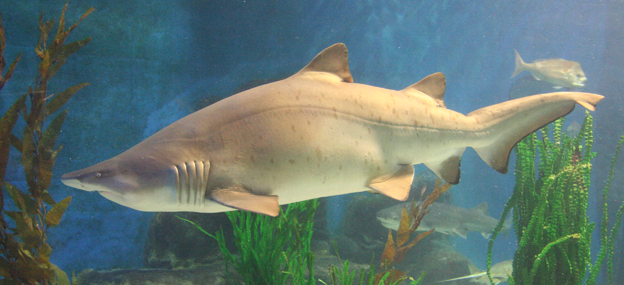 Grey nurse shark at Melbourne Aquarium