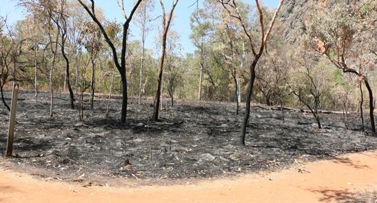 Small bushfire area